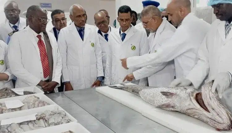 Photo de Nouadhibou : les opérateurs de la pêche sommés de baisser le prix de la courbine de plus de 60%