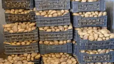 Photo de Affaire des pommes de terre importées : La pomme de terre, de vedette des cuisines au cœur d’un scandale sanitaire