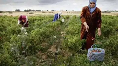 Photo de La Tunisie renforce sa coopération agricole avec la Mauritanie