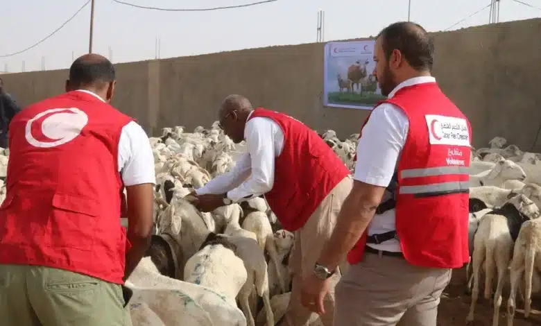 Des volontaires du Croissant-Rouge inspectent des moutons destinés à être distribués à des familles démunies à l’occasion de l’Aïd El-Adha à Nouakchott.