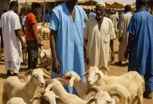 Photo de Tabaski en Mauritanie : le prix du mouton, le coût d’un récit collectif