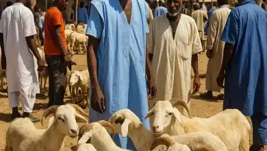 Photo de Tabaski en Mauritanie : le prix du mouton, le coût d’un récit collectif