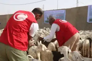 opération de distribution de moutons de sacrifice dans trois Moughataa de Nouakchott, en faveur de 350 familles pour l’Aïd El-Adha 2025. 