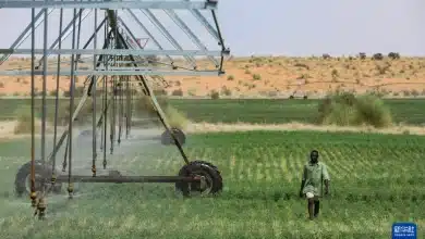 Photo de La Chine aide à moderniser l’élevage en Mauritanie grâce à des technologies agricoles innovantes