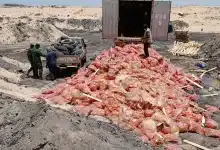Photo de اتلاف 27 طناً من الجزر الفاسد بمدينة نواذيبو