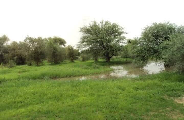Paysage rural verdoyant du Brakna en Mauritanie, zone marquée par les litiges fonciers.