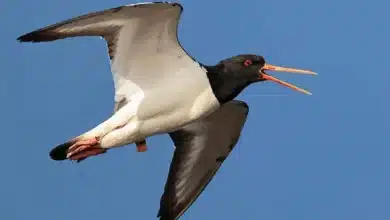 Un huîtrier pie parcourt 9 500 km entre l’Europe et l’Afrique : un exploit scientifique 2 Photo de Un huîtrier pie parcourt 9 500 km entre l’Europe et l’Afrique : un exploit scientifique