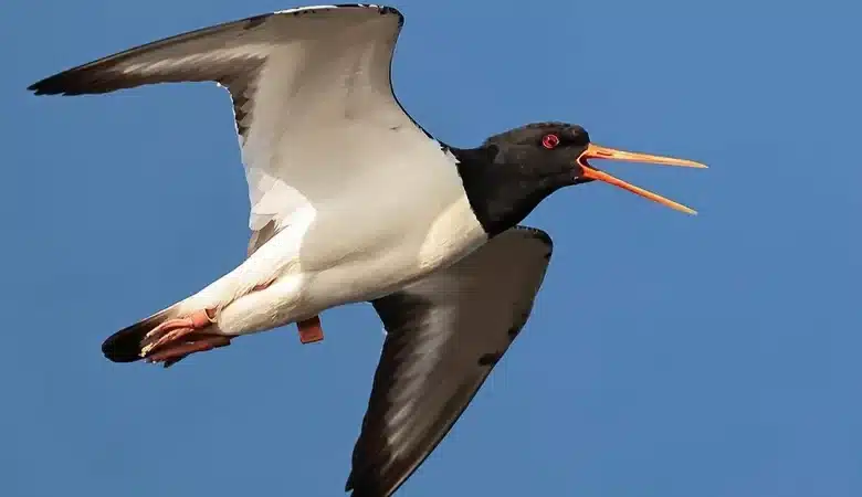 Un huîtrier pie parcourt 9 500 km entre l’Europe et l’Afrique : un exploit scientifique 1 Photo de Un huîtrier pie parcourt 9 500 km entre l’Europe et l’Afrique : un exploit scientifique