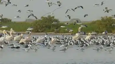 Arkeiss : La lutte des autochtones et des femmes face à l'injustice et à la spoliation de leurs terres. 2 Photo de Arkeiss : La lutte des autochtones et des femmes face à l’injustice et à la spoliation de leurs terres.