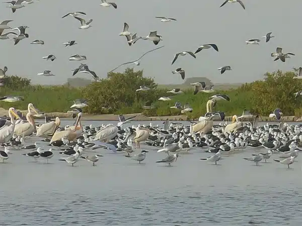 Arkeiss : La lutte des autochtones et des femmes face à l'injustice et à la spoliation de leurs terres. 1 Arkeiss : La lutte des autochtones et des femmes face à l'injustice et à la spoliation de leurs terres.