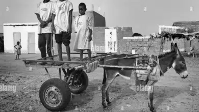 LE HOQUET DE LA TERRE MORTE 1 Photo de LE HOQUET DE LA TERRE MORTE