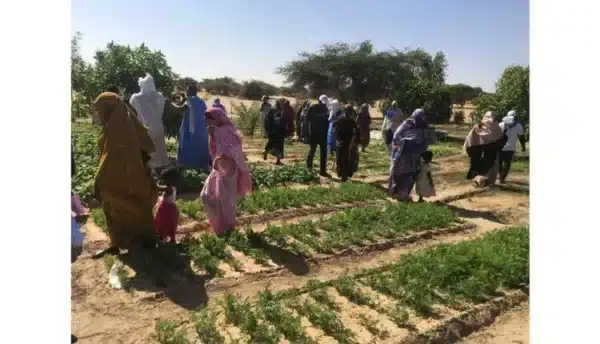 Souveraineté alimentaire et diplomatie pastorale : Le nouveau pivot stratégique de Nouakchott 1 Photo de Souveraineté alimentaire et diplomatie pastorale : Le nouveau pivot stratégique de Nouakchott