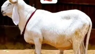 Tabaski 2026 en Mauritanie : Le mouton devient un luxe pour les ménages 2 Photo de Tabaski 2026 en Mauritanie : Le mouton devient un luxe pour les ménages