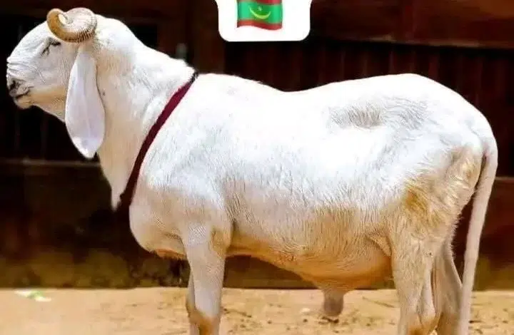 Tabaski 2026 en Mauritanie : Le mouton devient un luxe pour les ménages 1 Photo de Tabaski 2026 en Mauritanie : Le mouton devient un luxe pour les ménages